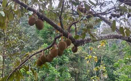 Durian ‘Apitan’ Wonosalam Jombang Mulai Panen