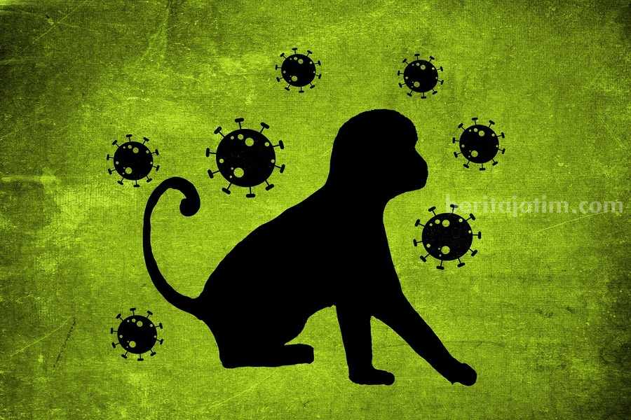 Waspada Monkey Pox Lebih Berbahaya dari Cacar Air Foto: Ilustrasi cacar monyet di Indonesia.(Alexandra Koch/pixabay/com)