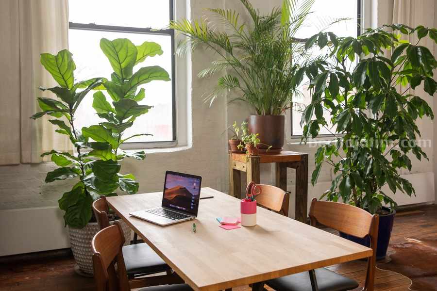 7 Tanaman Hias yang Cocok Untuk Ruangan Indoor Ilustrasi tanaman hias yang cocok untuk indoor. (Sumber foto: Pexels/RDNE Stock Project)