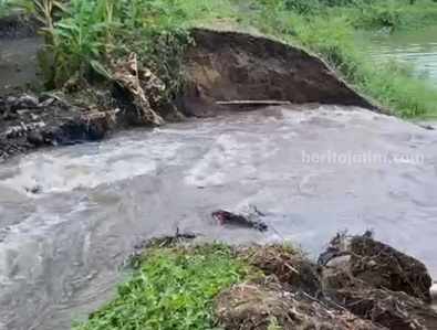 Tanggul Sungai di Ngoro Jombang Jebol, Sawah dan Kolam Kebanjiran tanggul