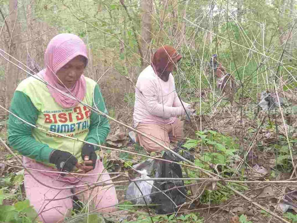 Pencari enthung jati.