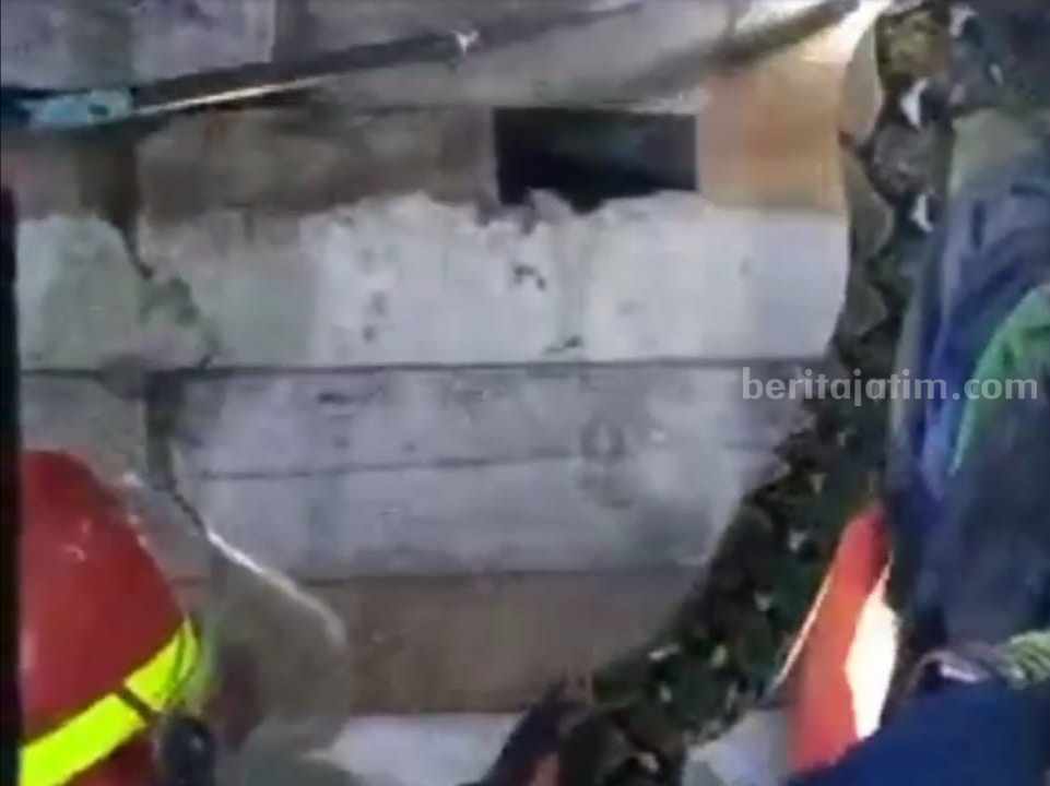 Petugas Damkarmat Bojonegoro saat melakukan evakuasi ular Python di Kecamatan Temayang Kabupaten Bojonegoro.