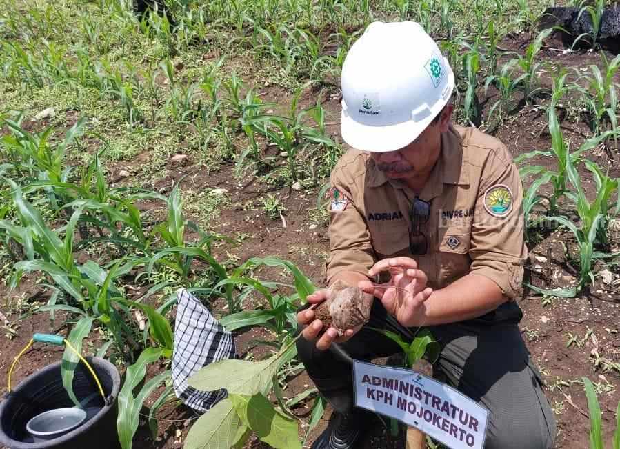 Administratur KPH Mojokerto, Andi Adrian Hidayat melakukan aksi penanaman di RPH Pataan, BKPH Ngimbang. [Foto : ist]