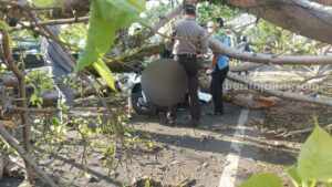 pohon tumbang