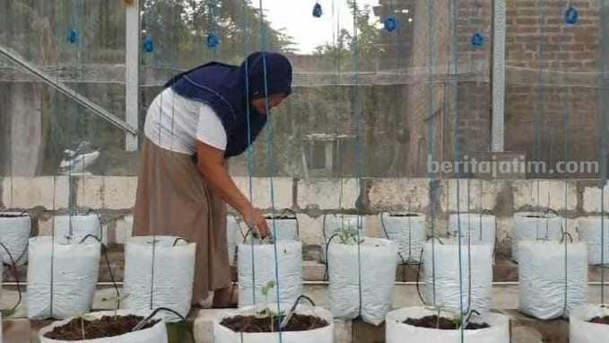 Budidaya Melon