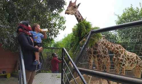 Libur Nataru, Kunjungan 35 Wisata Lamongan Ditarget Naik 15-20 Persen Destinasi Wisata Maharani Zoo & Goa (MZG), yang berada di Kecamatan Paciran, Kabupaten Lamongan