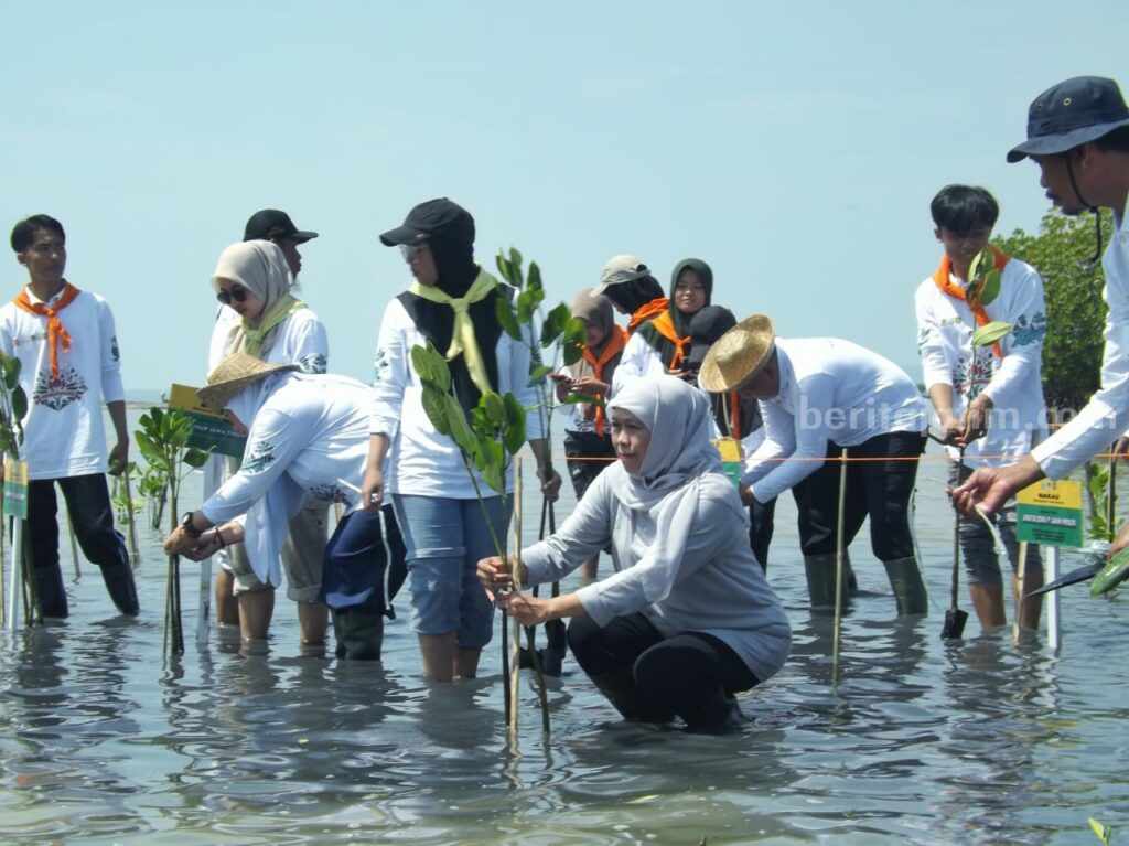 Gubernur Jatim saat tanam mangrove di Sumenep