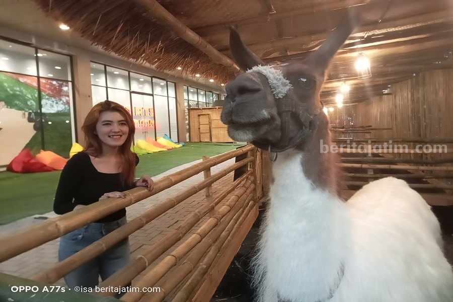 Holiday Mini Zoo Kerjasama dengan Jatim Park Hadir di Lippo Plaza Sidoarjo Keyko mencoba menjinakkan Llama (lama glama) di Holiday Mini Zoo.