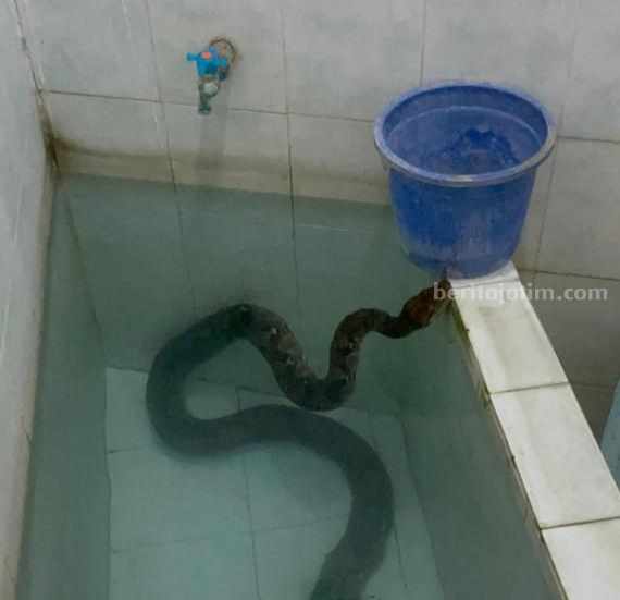 Ular piton sepanjang 4 meter masuk ke bak kamar mandi