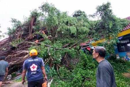 Petugas gabungan saat mengevakuasi batang pohon beringin yang tumbang menimpa bangunan TK di Desa Kersikan, Kecamatan Geneng, Kabupaten Ngawi, Minggu (31/12/2023)