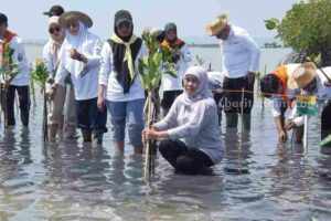 Gubernur Jatim Tanam Mangrove di Sumenep, Sedekah Oksigen Khofifah tanam mangrove