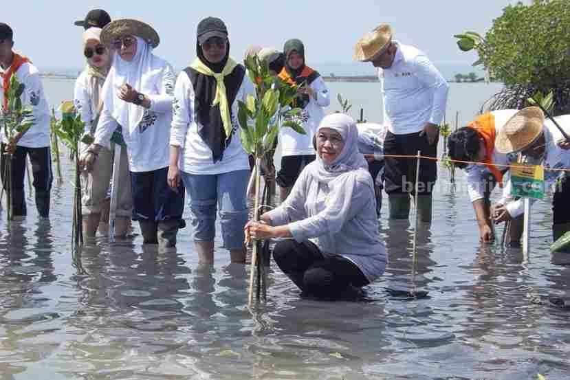 Khofifah tanam mangrove