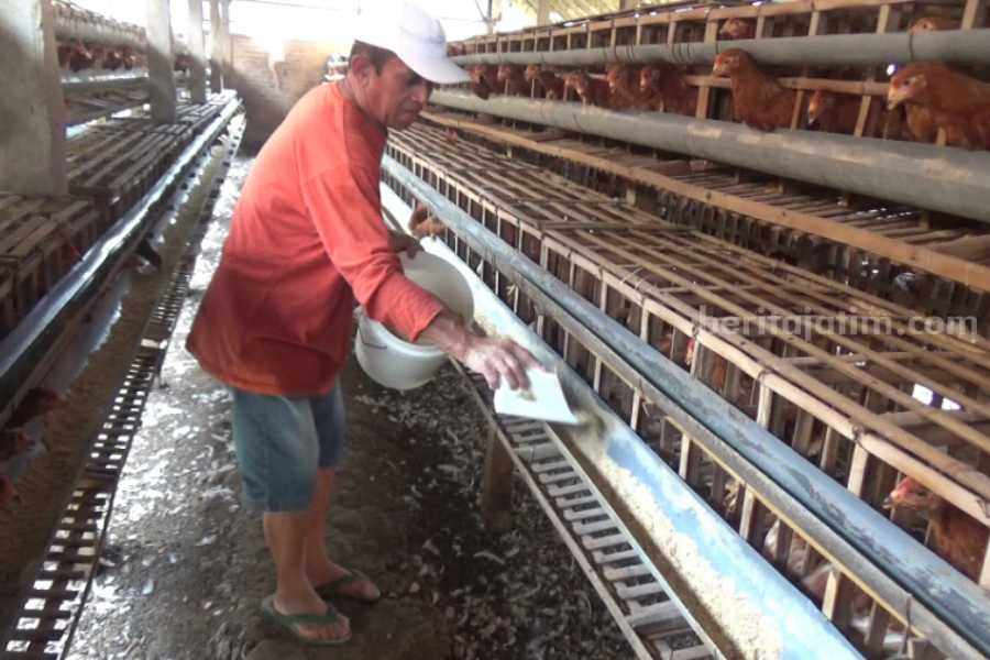 Harga Anjlok, Peternak Ayam Petelur di Magetan Merugi
