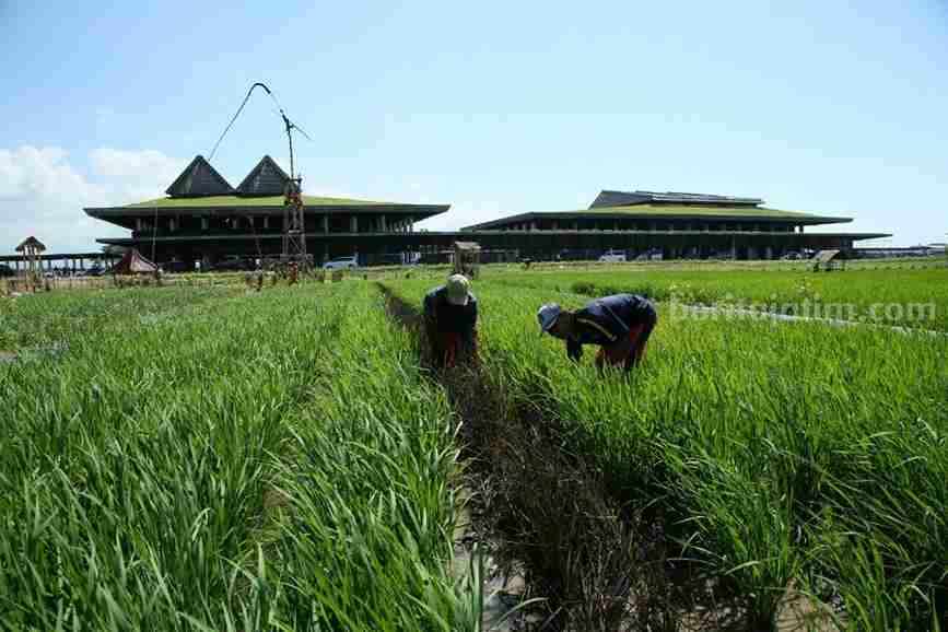 bandara banyuwangi