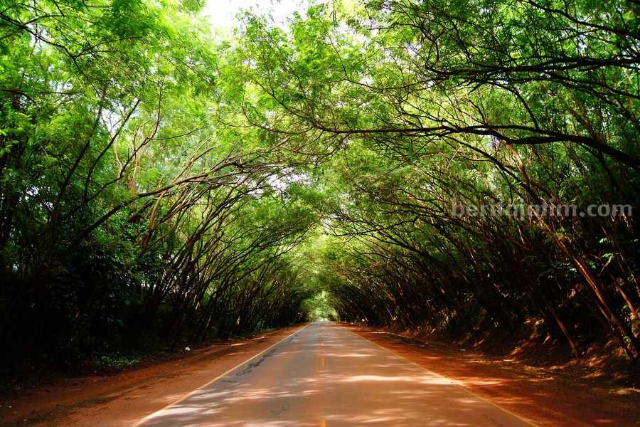DLH Gresik Tambah Kawasan Ruang Terbuka Hijau Ilustrasi pohon di jalanan (Pixabay)