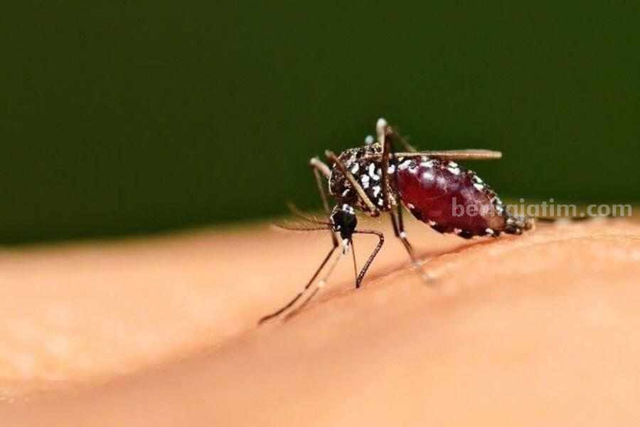 Ilustrasi nyamuk pembawa penyakit Malaria