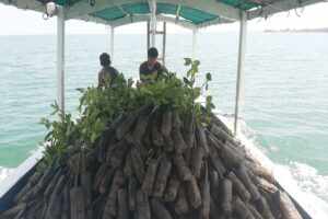 FK3I Sumenep Kirim Ribuan Mangrove ke Pulau Gili Genting Caption foto : pengiriman bibit mangrove ke Pulau gili genting menggunakan perahu