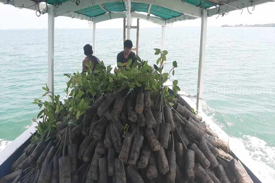 Caption foto : pengiriman bibit mangrove ke Pulau gili genting menggunakan perahu