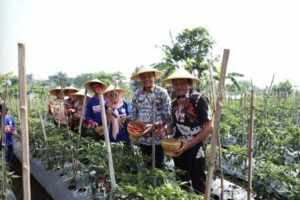 Pj Wali Kota Malang Panen Cabai Merah Bersama Para Petani Pj Wali Kota Malang, Wahyu Hidayat memimpin panen cabai merah secara simbolis di Kelurahan Merjosari.