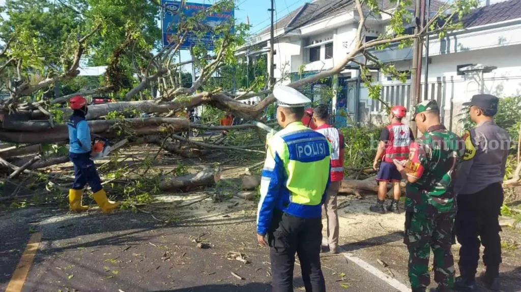pohon tumbang