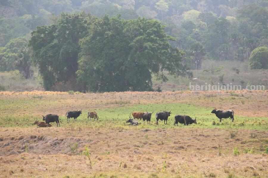 Savana Sadengan Taman Nasional Alas Purwo Tutup Hari Ini Kawanan Banteng Jawa (Bos Javanicus) sedang melakukan aktivitas di kawasan Savana Sadengan, Taman Nasional Alas Purwo. (dok/rindi)