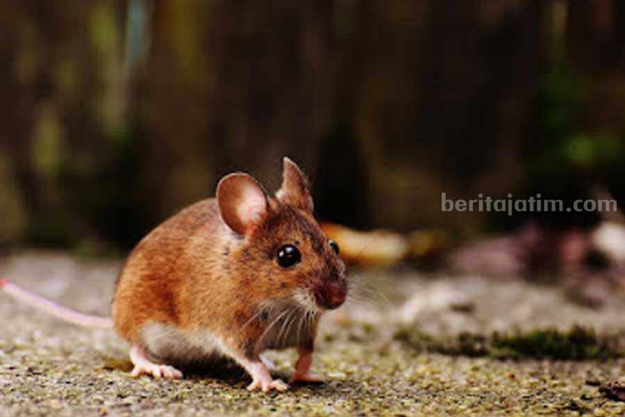 3 Cara Usir Tikus di Rumah, Gampang Tapi Manjur! Ilustrasi tikus. (Alexas Fotos/pexels.com)