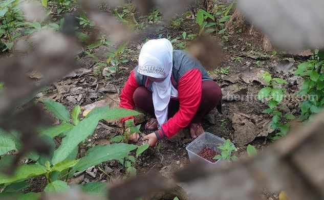 Warga mencari entung jati di area hutan Lodoyo Kabupaten Blitar.