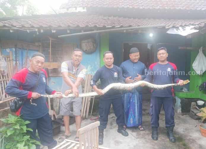 2 Ular Piton 3 Meter Muncul di Blitar, 1 di Halaman, 1 Masuk Dapur Petugas Damkar Kabupaten Blitar menangkap ular piton sepanjang 3 meter.