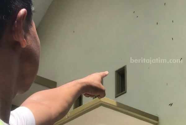 Ulat Bulu memasuki pemukiman warga di Kelurahan Tanjungsari Kota Blitar.