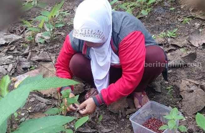 Warga mencari entung jati di area hutan Lodoyo Kabupaten Blitar.
