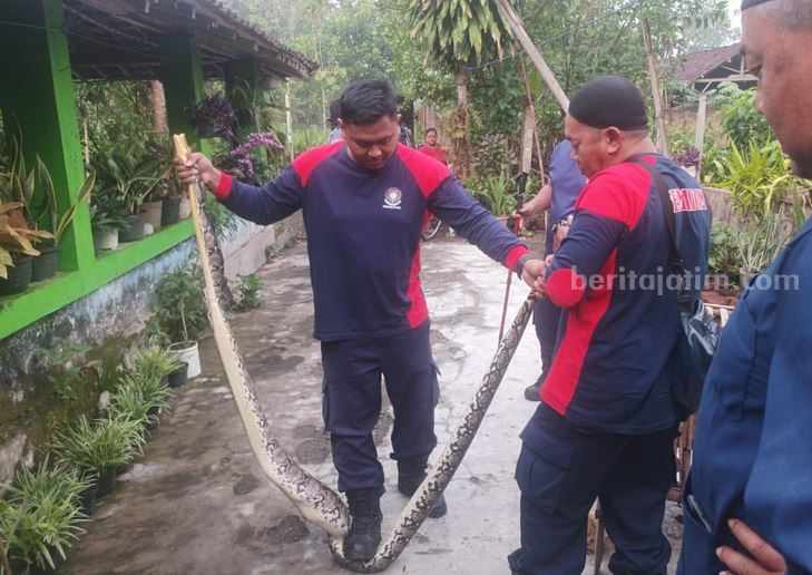 Petugas Damkar Kabupaten Blitar menangkap ular piton sepanjang 3 meter.