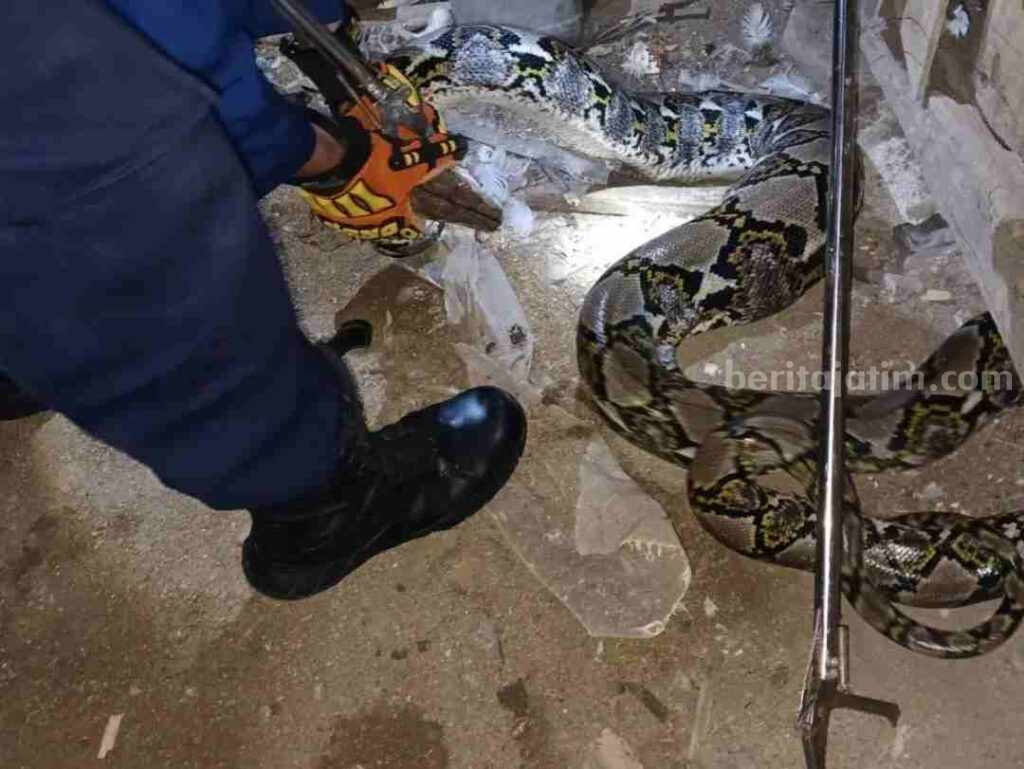 Waspada, Banyak Ular Keluar Sarang di Bojonegoro Foto Berita Jatim