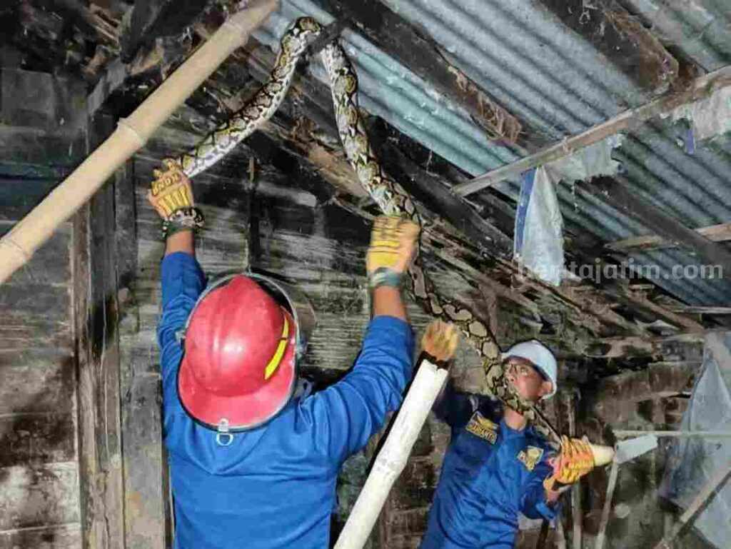 Agar Ular Tak Masuk Rumah, Ini Tips Damkarmat Bojonegoro Foto Berita Jatim