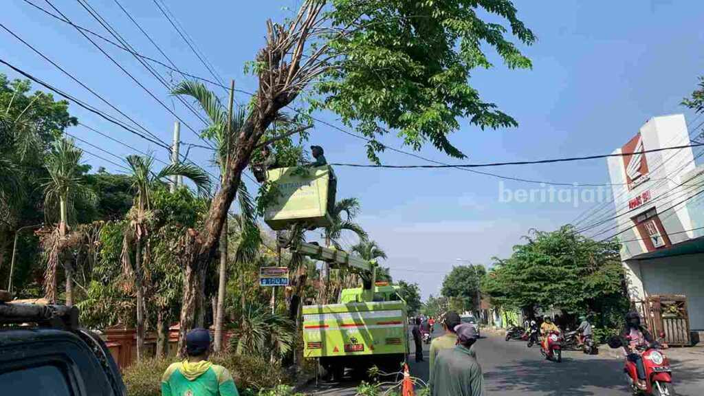Pemkab Lamongan Gencar Rampingkan Pohon Saat Musim Penghujan Foto Berita Jatim