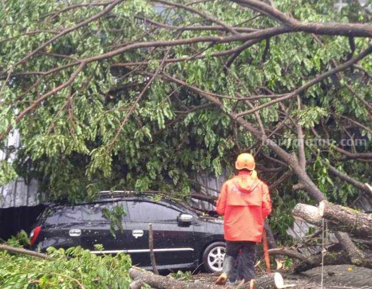 Hujan Deras, Pohon Tumbang Timpa 4 Mobil di Sekitar Universitas Jember