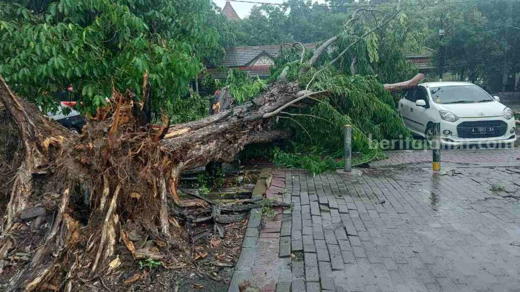 Foto sebuah mobil tertimpa pohon usai hujan deras disertai angin kencang.