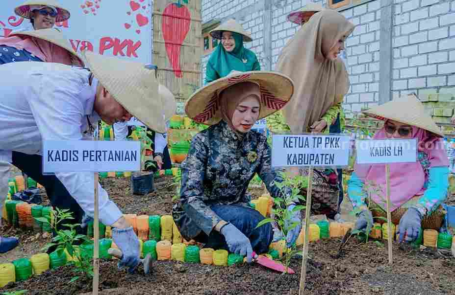 Harga Selangit, TP PKK Gresik Tanam Ratusan Cabai TP PKK Gresik menanam ratusan tanaman cabai di Desa Kisik, Kecamatan Bungah.