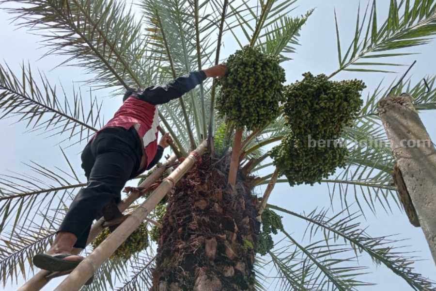 Kurma Khalas milik Toha warga Desa Tamanarum, Kecamatan Parang Kabupaten Magetan Jawa Timur