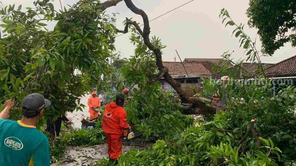 Petugas BPBD Kabupaten Mojokerto mengevakuasi pohon tumbang. [Foto : ist]