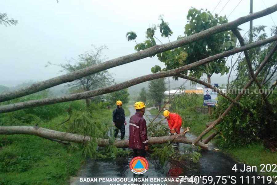 Pohon tumbang yang terjadi akibat cuaca ekstrem.