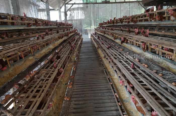 Peternak Ayam Petelur Kediri Mengeluh Harga Jagung Naik Foto Berita Jatim