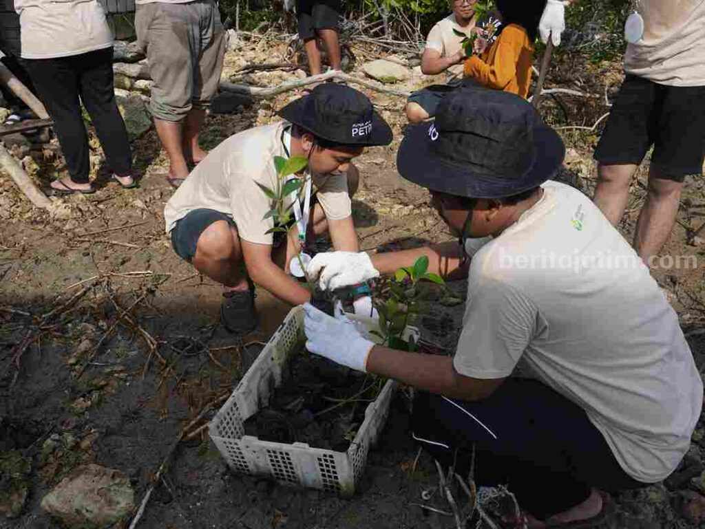 Foto penanaman bibit mangrove di Pulau Mengare Gresik.