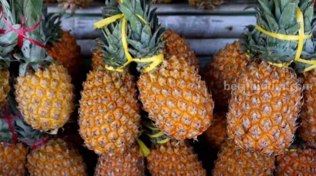 Ekspor Nanas Lereng Kelud Kediri Tembus Oman dan Jeddah