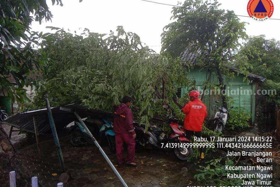 8 Pohon Tumbang di Ngawi Timpa Rumah dan Tutupi Jalan Pohon tumbang menimpa garasi rumha warga di Ngawi, Jawa Timur, Rabu (17/01/2024)