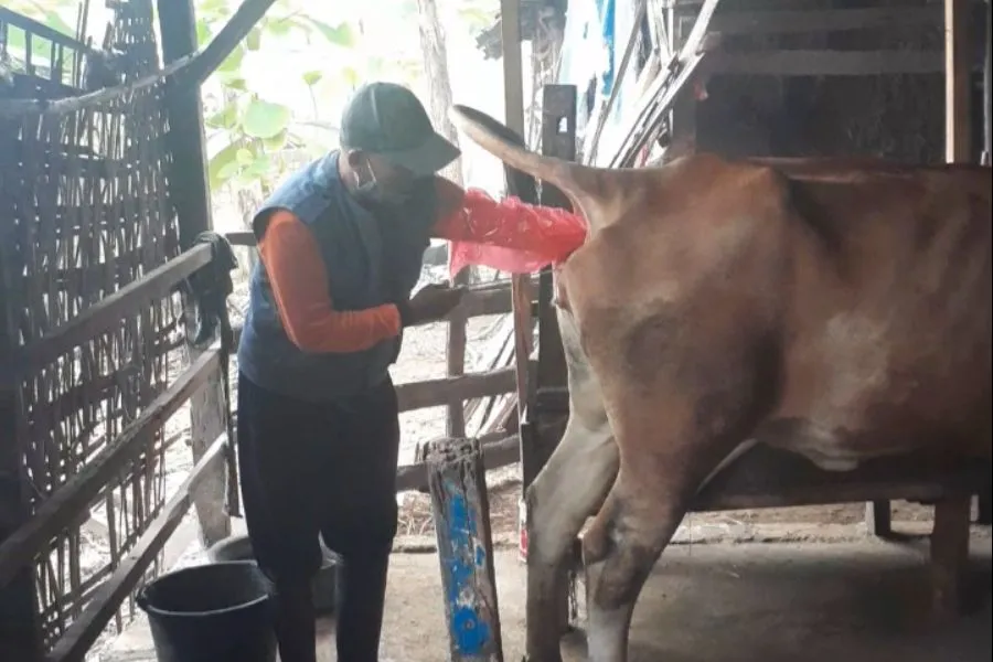 Lamongan Optimalkan Inseminasi Buatan Genjot Kualitas Ternak Foto Berita Jatim