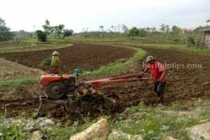 Awal Musim Hujan, Petani Sampang Mulai Bercocok Tanam Petani Sampang saat membajak lahan awal musim penghujan (Foto: Zamachsari/beritajatim.com)
