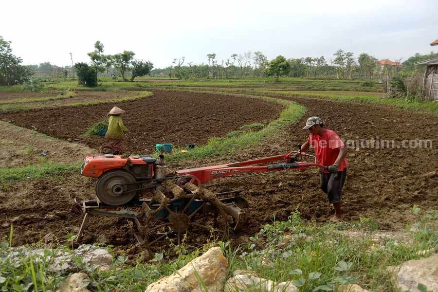Petani Sampang saat membajak lahan awal musim penghujan (Foto: Zamachsari/beritajatim.com)