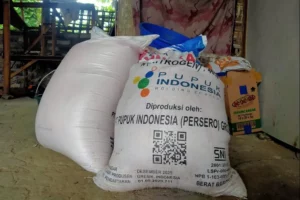 BPP Sampang Ajak Petani Beralih Gunakan Pupuk Organik Foto Berita Jatim