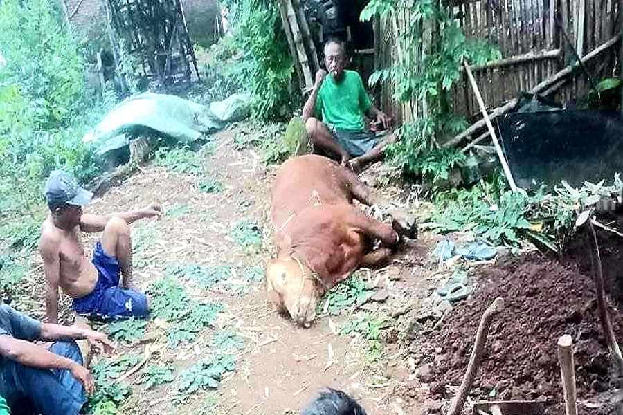 Kasus PMK dan LSD di Kabupaten Pasuruan Kembali Meningkat Foto Berita Jatim