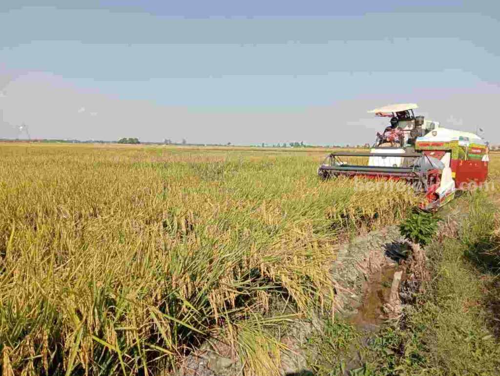 Beras Impor Merusak Harga Gabah Petani di Bojonegoro Foto Berita Jatim